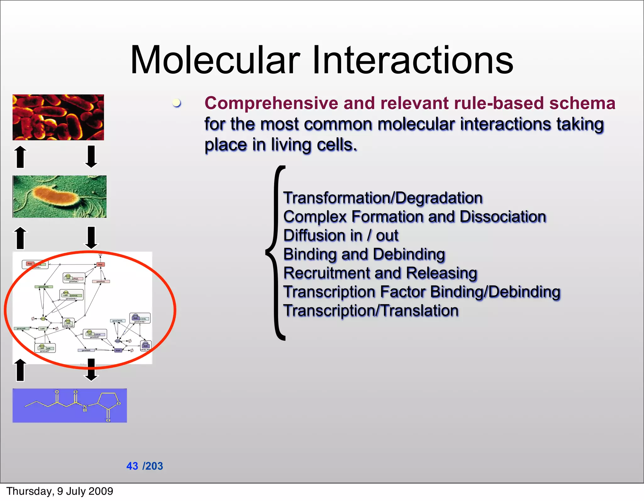 Molecular Interactions
                                     Comprehensive and relevant rule-based schema
                                      for the most common molecular interactions taking
                                      place in living cells.

                                               Transformation/Degradation
                                               Complex Formation and Dissociation
                                               Diffusion in / out
                                               Binding and Debinding
                                               Recruitment and Releasing
                                               Transcription Factor Binding/Debinding
                                               Transcription/Translation




                        43 /203

Thursday, 9 July 2009
 