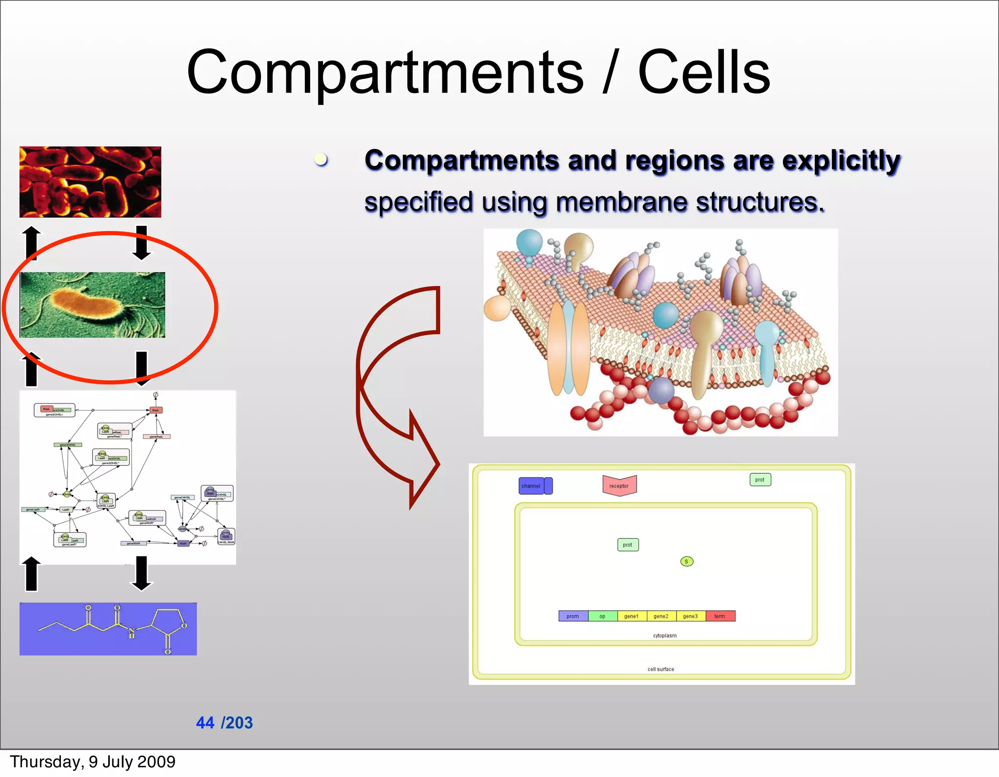 Compartments / Cells
                                     Compartments and regions are explicitly
                                      specified using membrane structures.




                        44 /203

Thursday, 9 July 2009
 