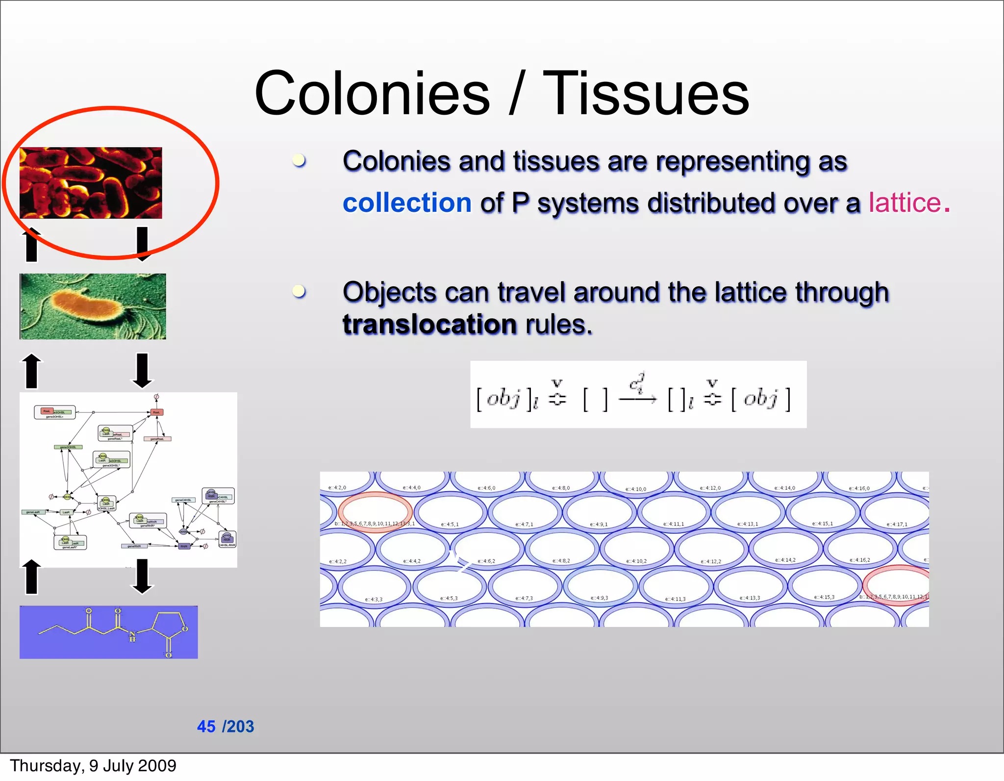 Colonies / Tissues
                                     Colonies and tissues are representing as
                                      collection of P systems distributed over a lattice.


                                     Objects can travel around the lattice through
                                      translocation rules.




                                              v




                        45 /203

Thursday, 9 July 2009
 