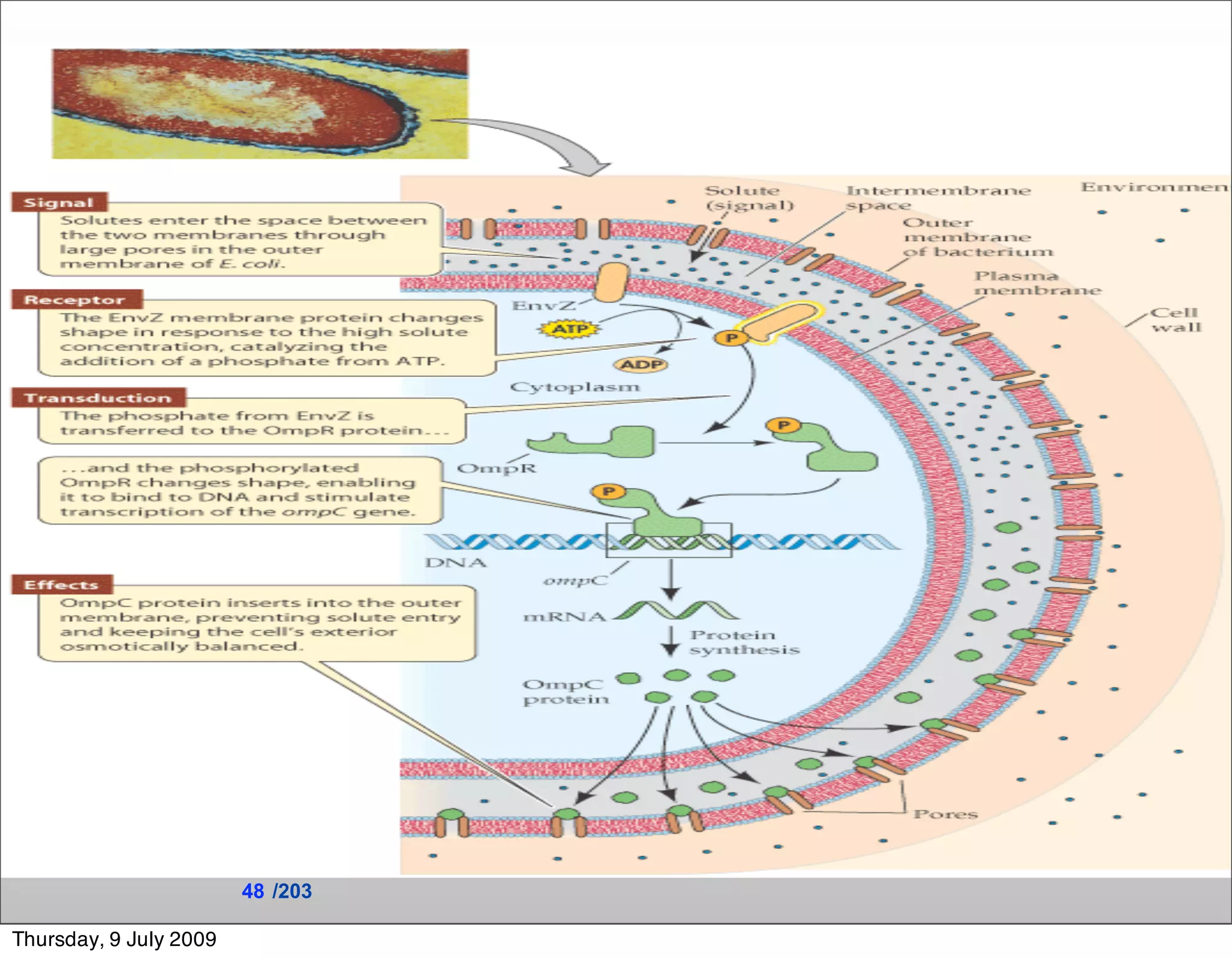 48 /203

Thursday, 9 July 2009
 