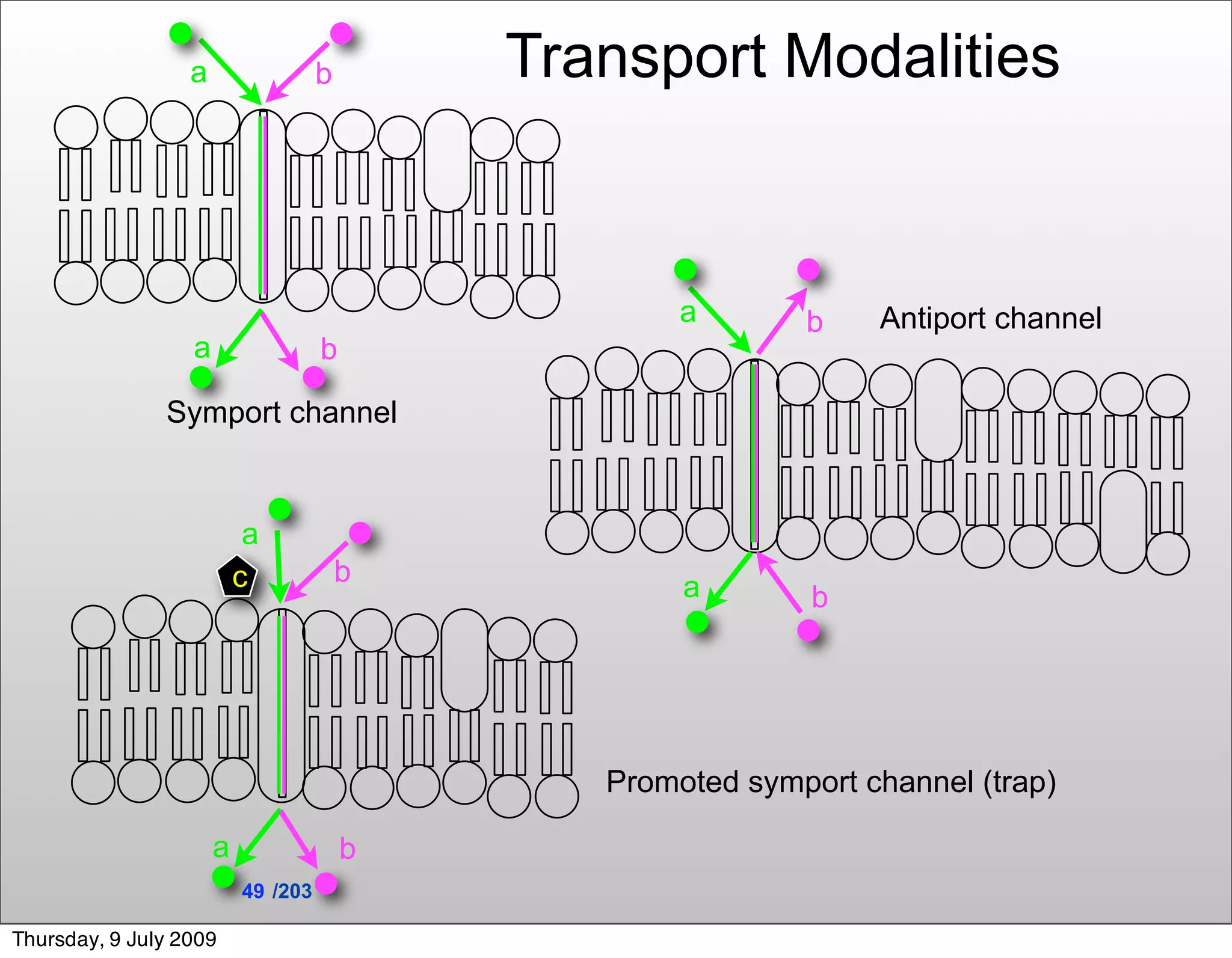 a                 b       Transport Modalities


                                                    a       b    Antiport channel
                  a                 b

               Symport channel


                           a
                          c             b           a        b




                                               Promoted symport channel (trap)

                      a                 b
                          49 /203

Thursday, 9 July 2009
 