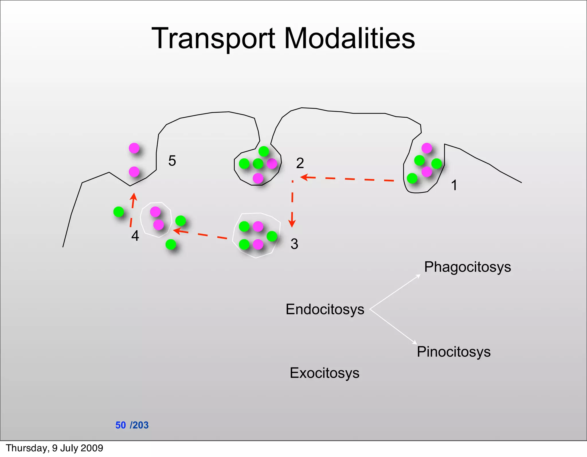 Transport Modalities



                                   5         2
                                                              1


                           4
                                            3
                                                           Phagocitosys

                                            Endocitosys

                                                          Pinocitosys
                                            Exocitosys


                        50 /203

Thursday, 9 July 2009
 
