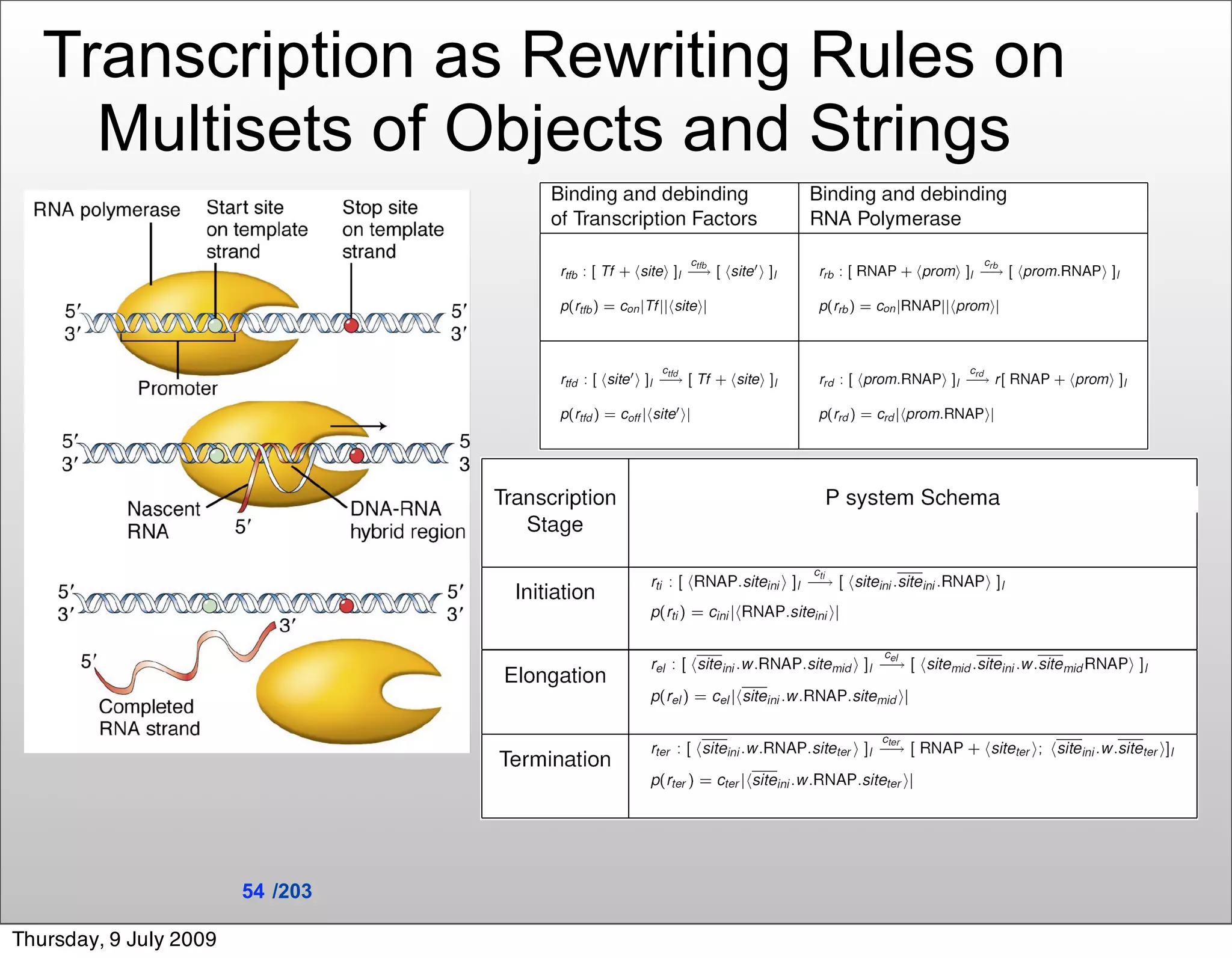 Transcription as Rewriting Rules on
     Multisets of Objects and Strings




                        54 /203

Thursday, 9 July 2009
 