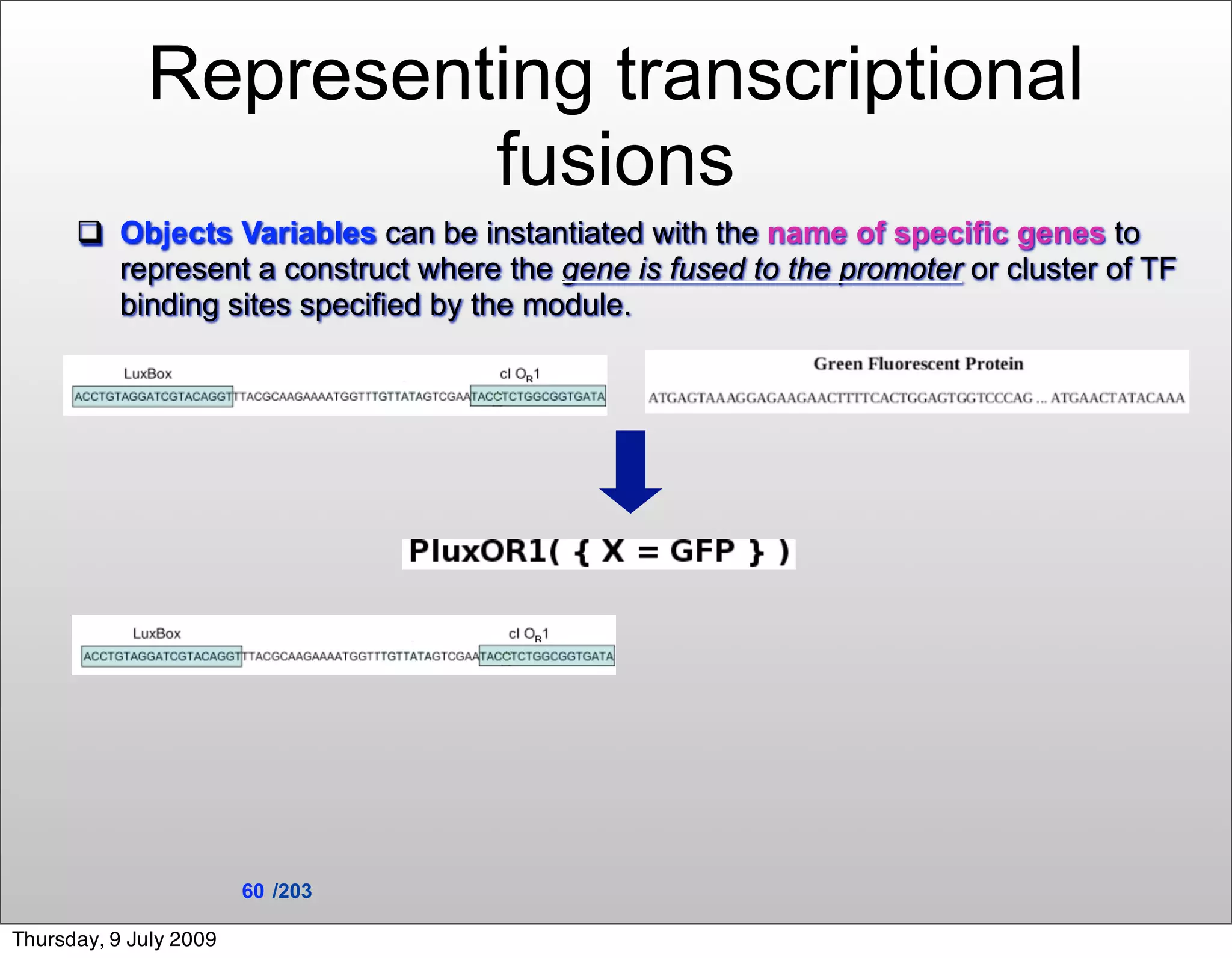 Representing transcriptional
                      fusions
       Objects Variables can be instantiated with the name of specific genes to
        represent a construct where the gene is fused to the promoter or cluster of TF
        binding sites specified by the module.




                        60 /203

Thursday, 9 July 2009
 
