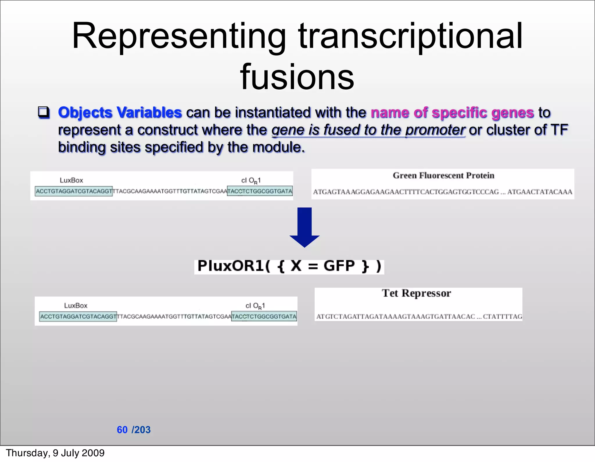 Representing transcriptional
                      fusions
       Objects Variables can be instantiated with the name of specific genes to
        represent a construct where the gene is fused to the promoter or cluster of TF
        binding sites specified by the module.




                        60 /203

Thursday, 9 July 2009
 