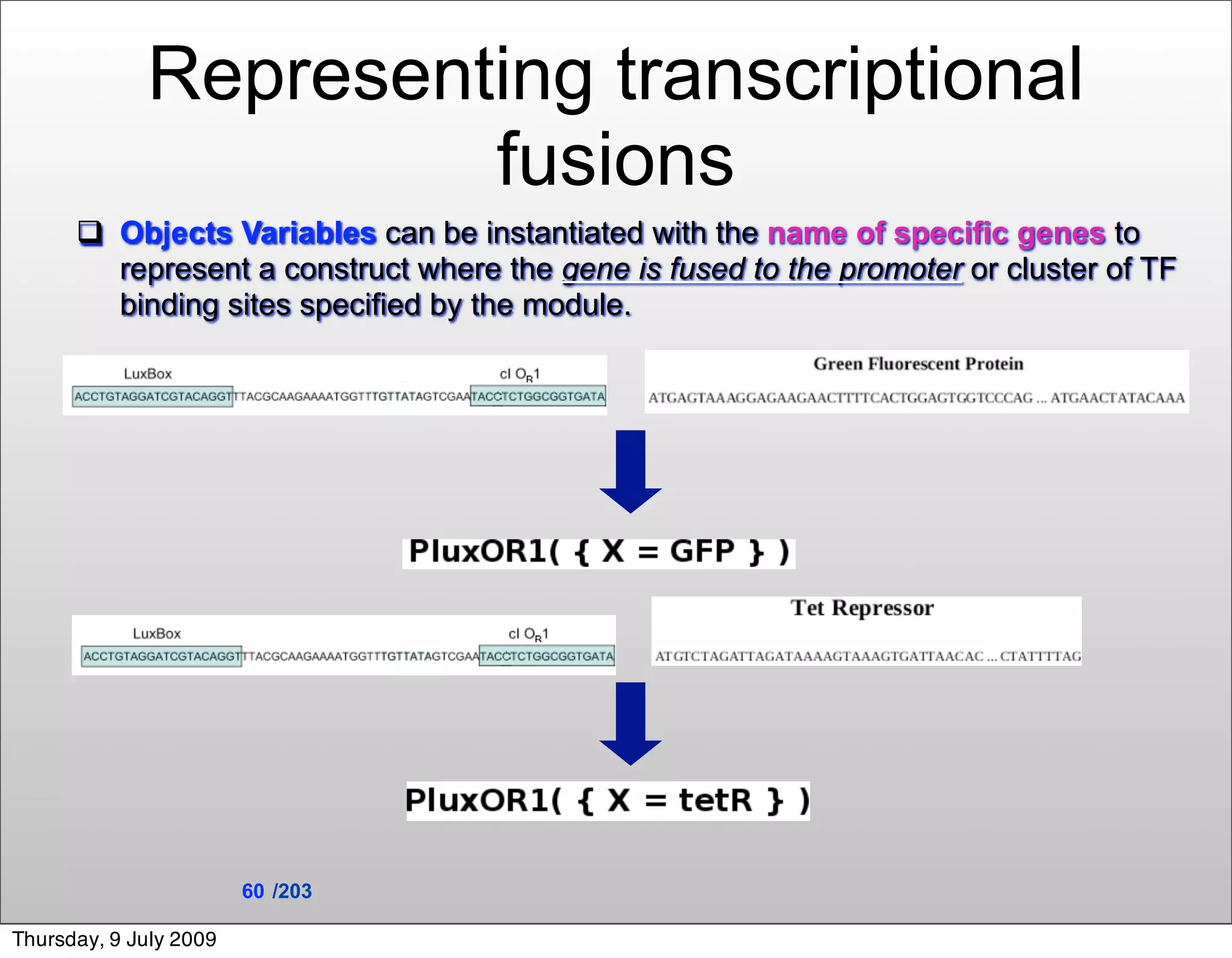 Representing transcriptional
                      fusions
       Objects Variables can be instantiated with the name of specific genes to
        represent a construct where the gene is fused to the promoter or cluster of TF
        binding sites specified by the module.




                        60 /203

Thursday, 9 July 2009
 