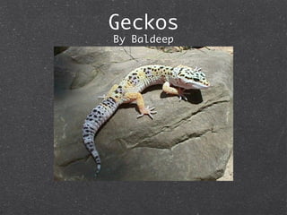 Geckos
By Baldeep
 