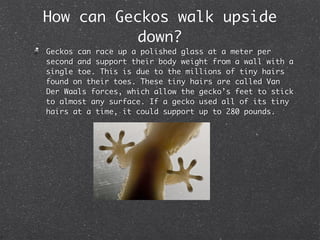 Gecko Walking On Razor Geckos | PDF
