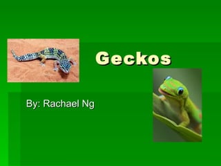 Geckos By: Rachael Ng 