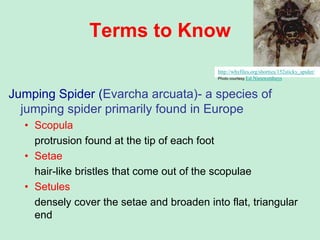 Spider Setea Gecko stations lesson ppt | PPTX