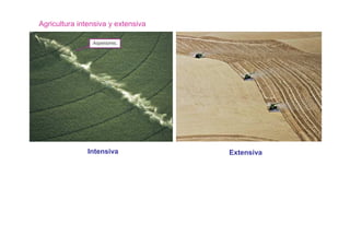 Agricultura intensiva y extensiva




               Intensiva            Extensiva
 