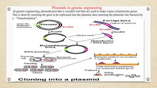 DESIGN OF PLASMID VECTOR & PROKARYOTIC AND EUKARYOTIC VECTORS | PPTX