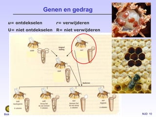 MJD 10Biologie van Dieren
Genen en gedrag
u= ontdekselen
U= niet ontdekselen
r= verwijderen
R= niet verwijderen
 