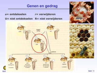 MJD 11Biologie van Dieren
Genen en gedrag
u= ontdekselen
U= niet ontdekselen
r= verwijderen
R= niet verwijderen
 