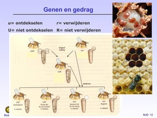 MJD 12Biologie van Dieren
Genen en gedrag
u= ontdekselen
U= niet ontdekselen
r= verwijderen
R= niet verwijderen
 