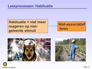 MJD 17Biologie van Dieren
Leerprocessen: Habituatie
Niet-associatief
leren
Habituatie = niet meer
reageren op niet-
geleerde stimuli
 