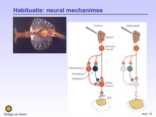 MJD 18Biologie van Dieren
Habituatie: neural mechanimse
 