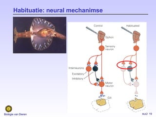 MJD 19Biologie van Dieren
Habituatie: neural mechanimse
 