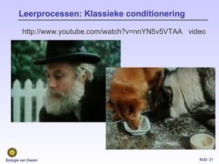MJD 21Biologie van Dieren
Leerprocessen: Klassieke conditionering
videohttp://www.youtube.com/watch?v=nnYN5v5VTAA
 