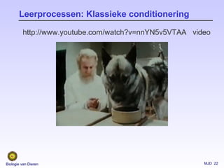 MJD 22Biologie van Dieren
Leerprocessen: Klassieke conditionering
videohttp://www.youtube.com/watch?v=nnYN5v5VTAA
 