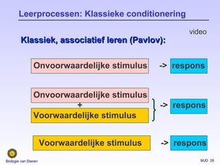 MJD 26Biologie van Dieren
Voorwaardelijke stimulus -> respons
Onvoorwaardelijke stimulus -> respons
Leerprocessen: Klassieke conditionering
Klassiek, associatief leren (Pavlov):Klassiek, associatief leren (Pavlov):
Onvoorwaardelijke stimulus
+ -> respons
Voorwaardelijke stimulus
video
 