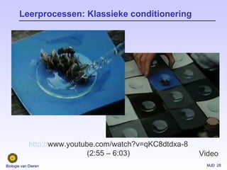 MJD 28Biologie van Dieren
Leerprocessen: Klassieke conditionering
Video
http://www.youtube.com/watch?v=qKC8dtdxa-8
(2:55 – 6:03)
 
