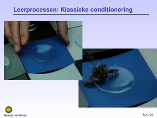 MJD 29Biologie van Dieren
Leerprocessen: Klassieke conditionering
 