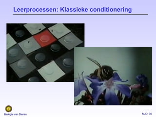 MJD 30Biologie van Dieren
Leerprocessen: Klassieke conditionering
 