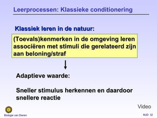 MJD 32Biologie van Dieren
(Toevals)kenmerken in de omgeving leren(Toevals)kenmerken in de omgeving leren
associëren met stimuli die gerelateerd zijnassociëren met stimuli die gerelateerd zijn
aan beloning/strafaan beloning/straf
Leerprocessen: Klassieke conditionering
Klassiek leren in de natuur:Klassiek leren in de natuur:
Adaptieve waarde:Adaptieve waarde:
Sneller stimulus herkennen en daardoorSneller stimulus herkennen en daardoor
snellere reactiesnellere reactie
Video
 