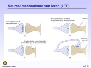 MJD 34Biologie van Dieren
Neuraal mechanisme van leren (LTP)
 