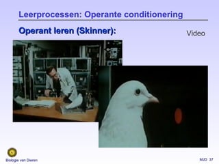 MJD 37Biologie van Dieren
Leerprocessen: Operante conditionering
Operant leren (Skinner):Operant leren (Skinner): Video
 