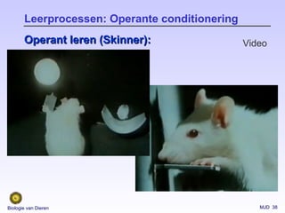 MJD 38Biologie van Dieren
Leerprocessen: Operante conditionering
Operant leren (Skinner):Operant leren (Skinner): Video
 