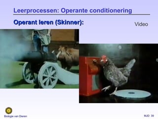 MJD 39Biologie van Dieren
Leerprocessen: Operante conditionering
Operant leren (Skinner):Operant leren (Skinner): Video
 