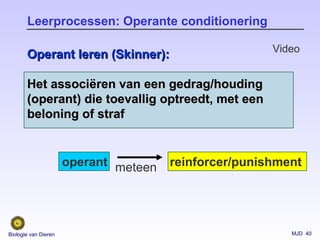MJD 40Biologie van Dieren
Leerprocessen: Operante conditionering
Operant leren (Skinner):Operant leren (Skinner):
Het associHet associëëren van een gedrag/houdingren van een gedrag/houding
(operant) die toevallig optreedt, met een(operant) die toevallig optreedt, met een
beloning of strafbeloning of straf
operant reinforcer/punishmentmeteen
Video
 