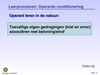 MJD 41Biologie van Dieren
Leerprocessen: Operante conditionering
Toevallige eigen gedragingen (trial en error)Toevallige eigen gedragingen (trial en error)
associassociëëren met beloning/strafren met beloning/straf
Operant leren in de natuur:Operant leren in de natuur:
Video bij
 