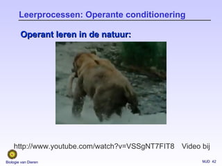 MJD 42Biologie van Dieren
Leerprocessen: Operante conditionering
Operant leren in de natuur:Operant leren in de natuur:
Video bijhttp://www.youtube.com/watch?v=VSSgNT7FIT8
 