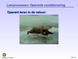 MJD 43Biologie van Dieren
Leerprocessen: Operante conditionering
Operant leren in de natuur:Operant leren in de natuur:
 