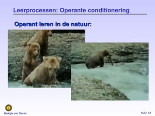MJD 44Biologie van Dieren
Leerprocessen: Operante conditionering
Operant leren in de natuur:Operant leren in de natuur:
 