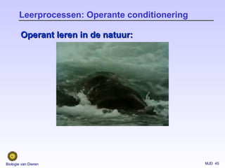 MJD 45Biologie van Dieren
Leerprocessen: Operante conditionering
Operant leren in de natuur:Operant leren in de natuur:
 