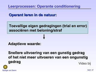 MJD 47Biologie van Dieren
Leerprocessen: Operante conditionering
Toevallige eigen gedragingen (trial en error)Toevallige eigen gedragingen (trial en error)
associassociëëren met beloning/strafren met beloning/straf
Adaptieve waarde:Adaptieve waarde:
Snellere uitvoering van een gunstig gedragSnellere uitvoering van een gunstig gedrag
of het niet meer uitvoeren van een ongunstigof het niet meer uitvoeren van een ongunstig
gedraggedrag
Operant leren in de natuur:Operant leren in de natuur:
Video bij
 