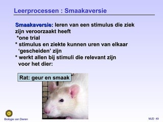 MJD 49Biologie van Dieren
Leerprocessen : Smaakaversie
Smaakaversie:Smaakaversie: leren van een stimulus die ziekleren van een stimulus die ziek
zijn veroorzaakt heeftzijn veroorzaakt heeft
*one trial*one trial
* stimulus en ziekte kunnen uren van elkaar* stimulus en ziekte kunnen uren van elkaar
‘‘gescheiden’ zijngescheiden’ zijn
* werkt allen bij stimuli die relevant zijn* werkt allen bij stimuli die relevant zijn
voor het dier:voor het dier:
Rat: geur en smaakRat: geur en smaak
 