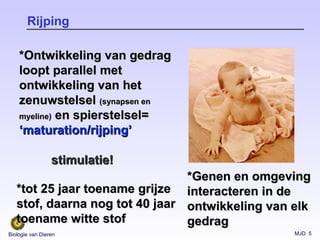 MJD 5Biologie van Dieren
Rijping
*Genen en omgeving*Genen en omgeving
interacteren in deinteracteren in de
ontwikkeling van elkontwikkeling van elk
gedraggedrag
*Ontwikkeling van gedrag*Ontwikkeling van gedrag
loopt parallel metloopt parallel met
ontwikkeling van hetontwikkeling van het
zenuwstelselzenuwstelsel (synapsen en(synapsen en
myeline)myeline) en spierstelsel=en spierstelsel=
‘‘maturation/rijping’maturation/rijping’
stimulatie!stimulatie!
*tot 25 jaar toename grijze*tot 25 jaar toename grijze
stof, daarna nog tot 40 jaarstof, daarna nog tot 40 jaar
toename witte stoftoename witte stof
 