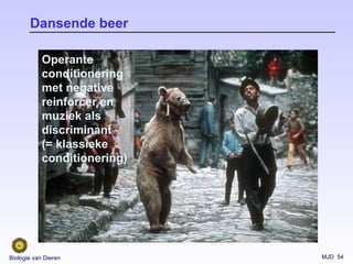 MJD 54Biologie van Dieren
Dansende beer
Operante
conditionering
met negative
reinforcer en
muziek als
discriminant
(= klassieke
conditionering)
 