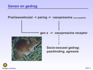 MJD 6Biologie van Dieren
Genen en gedrag
Prairiewoelmuis -> paring -> vasopressine (neuropeptide)
gen x -> vasopressine receptor
Socio-sexueel gedrag:
paarbinding, agressie
 