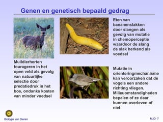 MJD 7Biologie van Dieren
Genen en genetisch bepaald gedrag
Muildierherten
fourageren in het
open veld als gevolg
van natuurlijke
selectie door
predatiedruk in het
bos, ondanks kosten
van minder voedsel
Eten van
bananenslakken
door slangen als
gevolg van mutatie
in chemoperceptie
waardoor de slang
de slak herkend als
voedsel
Mutatie in
orienteringmechanisme
kan veroorzaken dat de
vogels een andere
richting vliegen.
Milieuomstandigheden
bepalen of ze daar
kunnen overleven of
niet
 