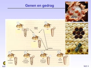MJD 8Biologie van Dieren
Genen en gedrag
 