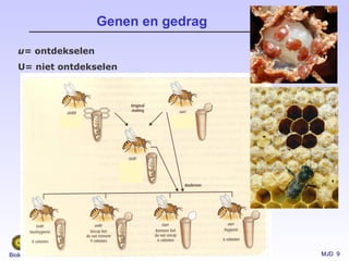 MJD 9Biologie van Dieren
Genen en gedrag
u= ontdekselen
U= niet ontdekselen
 