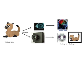 Natural scene
Distance
Human Brain
Soft copy or Hard copy
 