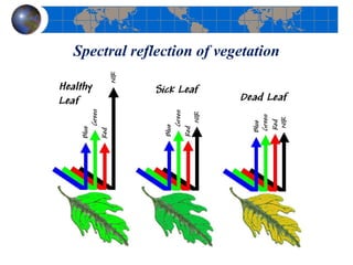 Spectral reflection of vegetation
 