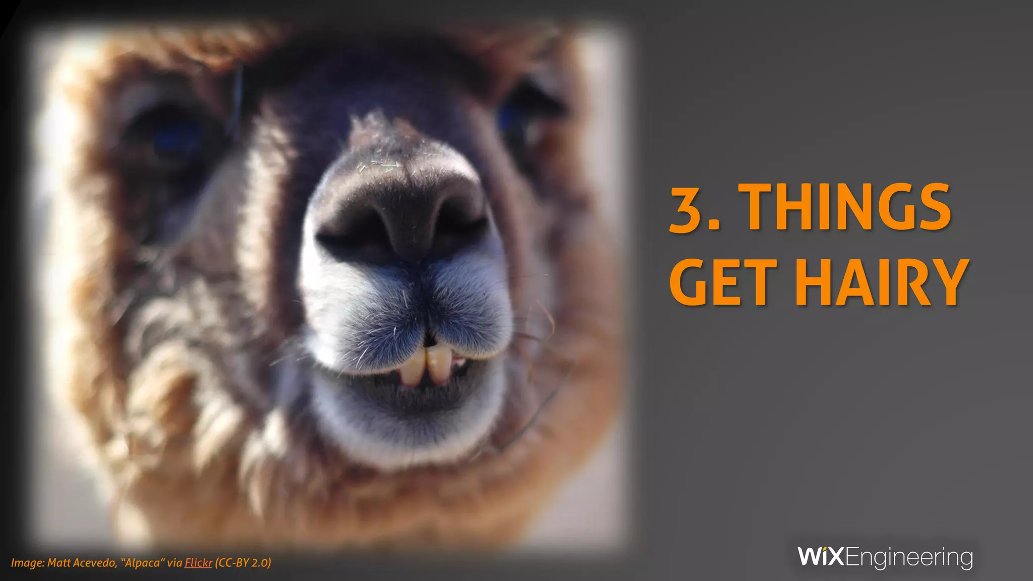 3. THINGS
GET HAIRY
Image: Matt Acevedo, “Alpaca” via Flickr (CC-BY 2.0)
 